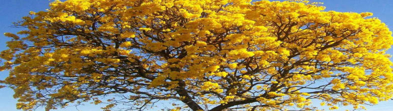 Ipe Amarelo 